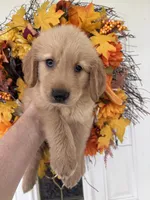 Milo, a male Golden Retriever for sale in Mount Airy, NC – 5 of 10