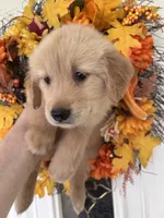 Sadie, a female Golden Retriever for sale in Mount Airy, NC – 7 of 10