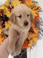 Lucy , a female Golden Retriever for sale in Mount Airy, NC – 4 of 10
