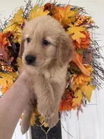 Milo, a male Golden Retriever for sale in Mount Airy, NC – 2 of 10