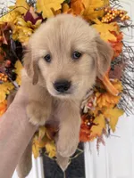 Sadie, a female Golden Retriever for sale in Mount Airy, NC – 8 of 10