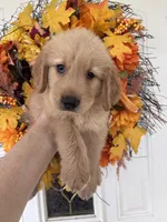Milo, a male Golden Retriever for sale in Mount Airy, NC – 6 of 10