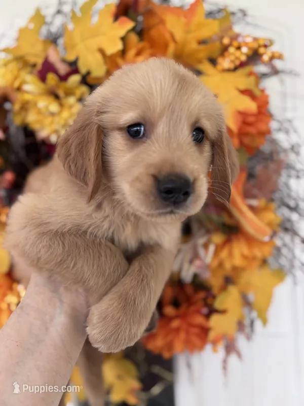 Bentley – Golden Retriever puppy for sale in Mount Airy, NC