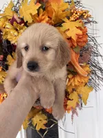 Winston , a male Golden Retriever for sale in Mount Airy, NC – 10 of 10