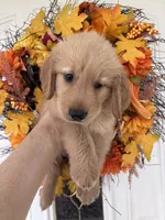 Milo, a male Golden Retriever for sale in Mount Airy, NC – 10 of 10