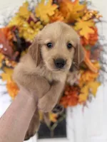 Bentley, a male Golden Retriever for sale in Mount Airy, NC – 4 of 10