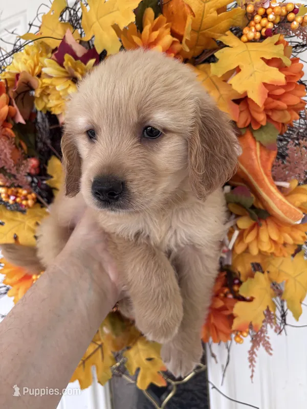 Winston  – Golden Retriever puppy for sale in Mount Airy, NC