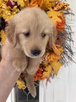 Sadie, a female Golden Retriever for sale in Mount Airy, NC – 5 of 10