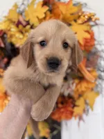 Bentley, a male Golden Retriever for sale in Mount Airy, NC – 9 of 10