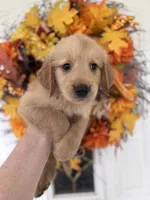 Bentley, a male Golden Retriever for sale in Mount Airy, NC – 7 of 10