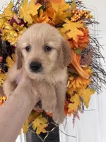 Winston , a male Golden Retriever for sale in Mount Airy, NC – 5 of 10