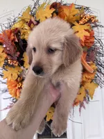 Jasper , a male Golden Retriever for sale in Mount Airy, NC – 4 of 10