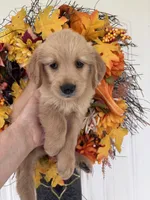 Maverick, a male Golden Retriever for sale in Mount Airy, NC – 4 of 10