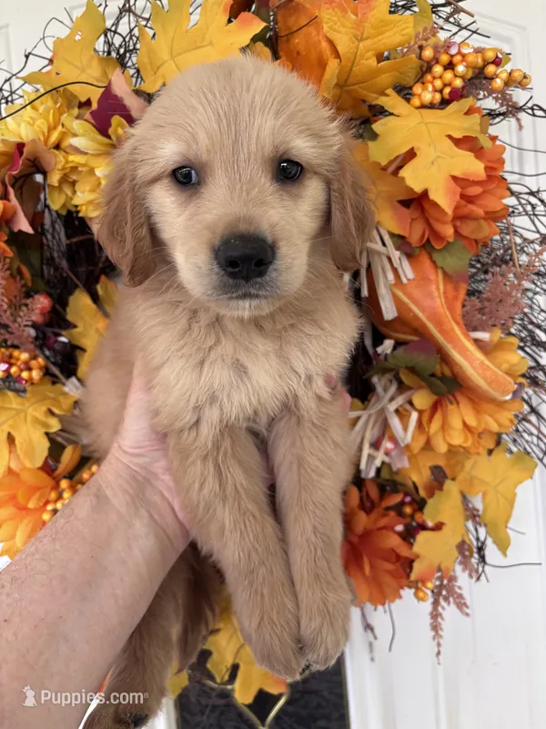 Finn – Golden Retriever puppy for sale in Mount Airy, NC