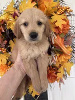 Finn, a male Golden Retriever for sale in Mount Airy, NC – 1 of 10