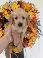 Maverick, a male Golden Retriever for sale in Mount Airy, NC – 5 of 10