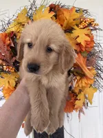 Milo, a male Golden Retriever for sale in Mount Airy, NC – 8 of 10