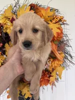 Maverick, a male Golden Retriever for sale in Mount Airy, NC – 2 of 10