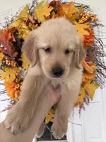 Jasper , a male Golden Retriever for sale in Mount Airy, NC – 2 of 10
