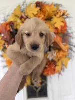 Bentley, a male Golden Retriever for sale in Mount Airy, NC – 2 of 10