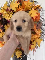 Winston , a male Golden Retriever for sale in Mount Airy, NC – 8 of 10