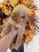 Lucy , a female Golden Retriever for sale in Mount Airy, NC – 8 of 10