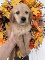 Finn, a male Golden Retriever for sale in Mount Airy, NC – 9 of 10