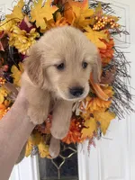 Sadie, a female Golden Retriever for sale in Mount Airy, NC – 10 of 10