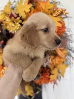 Bentley, a male Golden Retriever for sale in Mount Airy, NC – 3 of 10