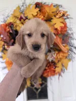 Bentley, a male Golden Retriever for sale in Mount Airy, NC – 6 of 10