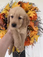 Milo, a male Golden Retriever for sale in Mount Airy, NC – 9 of 10