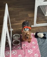 cookie, a  Yorkshire Terrier for sale in Gastonia, NC – 1 of 1