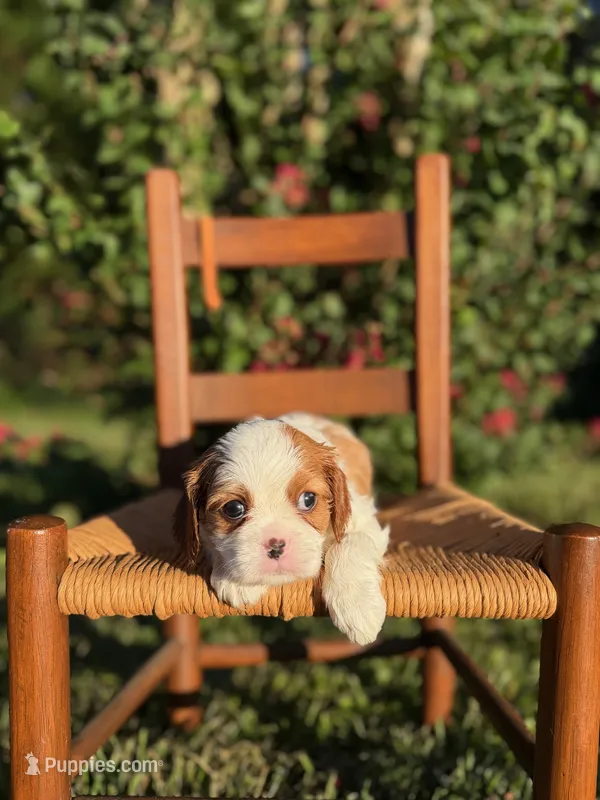 Orange Collar Male – Cavalier King Charles Spaniel puppy for sale in Piney Flats, TN