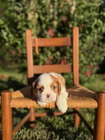 Orange Collar Male, a male Cavalier King Charles Spaniel for sale in Piney Flats, TN – 1 of 1