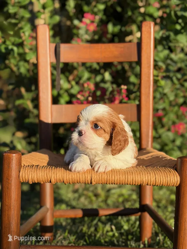 Black Collar Boy – Cavalier King Charles Spaniel puppy for sale in Piney Flats, TN