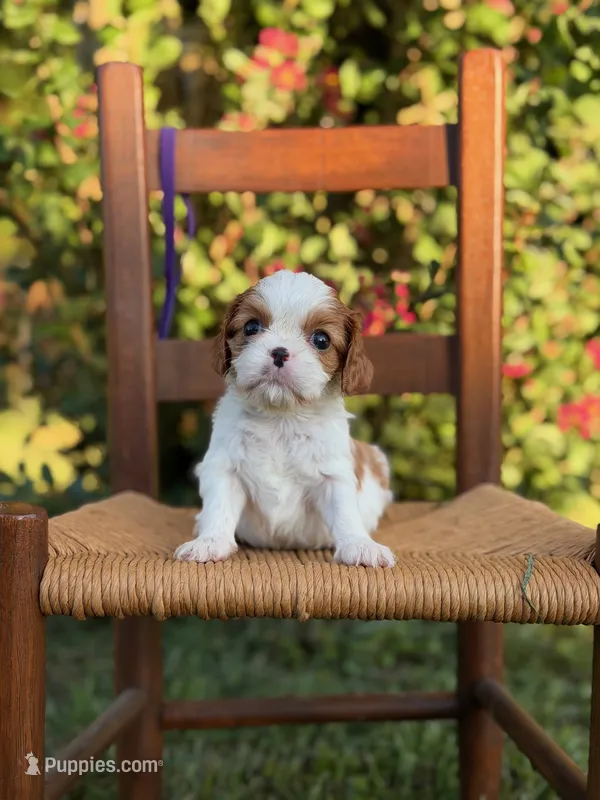 Purple Collar Girl – Cavalier King Charles Spaniel puppy for sale in Piney Flats, TN