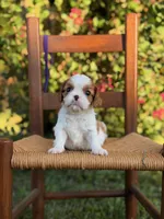 Purple Collar Girl, a female Cavalier King Charles Spaniel for sale in Piney Flats, TN – 1 of 1