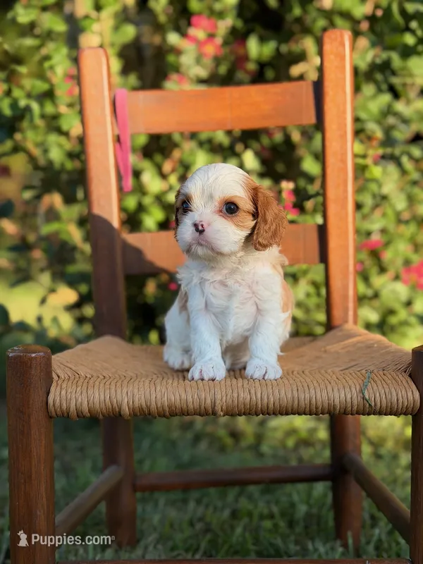 Pink Collar Girl – Cavalier King Charles Spaniel puppy for sale in Piney Flats, TN