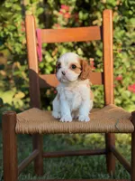 Pink Collar Girl, a female Cavalier King Charles Spaniel for sale in Piney Flats, TN – 1 of 1