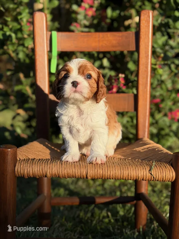 Green Collar Boy – Cavalier King Charles Spaniel puppy for sale in Piney Flats, TN