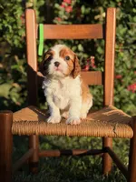 Green Collar Boy, a male Cavalier King Charles Spaniel for sale in Piney Flats, TN – 1 of 1