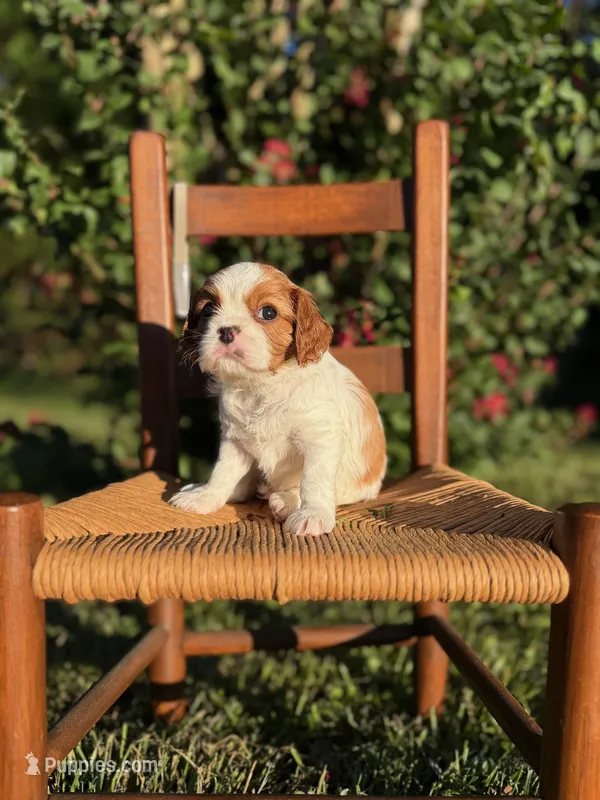 Grey Collar Boy – Cavalier King Charles Spaniel puppy for sale in Piney Flats, TN