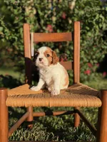 Grey Collar Boy, a male Cavalier King Charles Spaniel for sale in Piney Flats, TN – 1 of 1