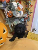 Ebby, a female Cockapoo for sale in Fredericksburg, VA – Photo 4 of 4