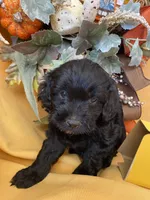 Ebby, a female Cockapoo for sale in Fredericksburg, VA – Photo 1 of 4