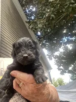 Ebby, a female Cockapoo for sale in Fredericksburg, VA – Photo 2 of 4