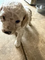 Curly , a male Cockapoo for sale in Fredericksburg, VA – 3 of 3