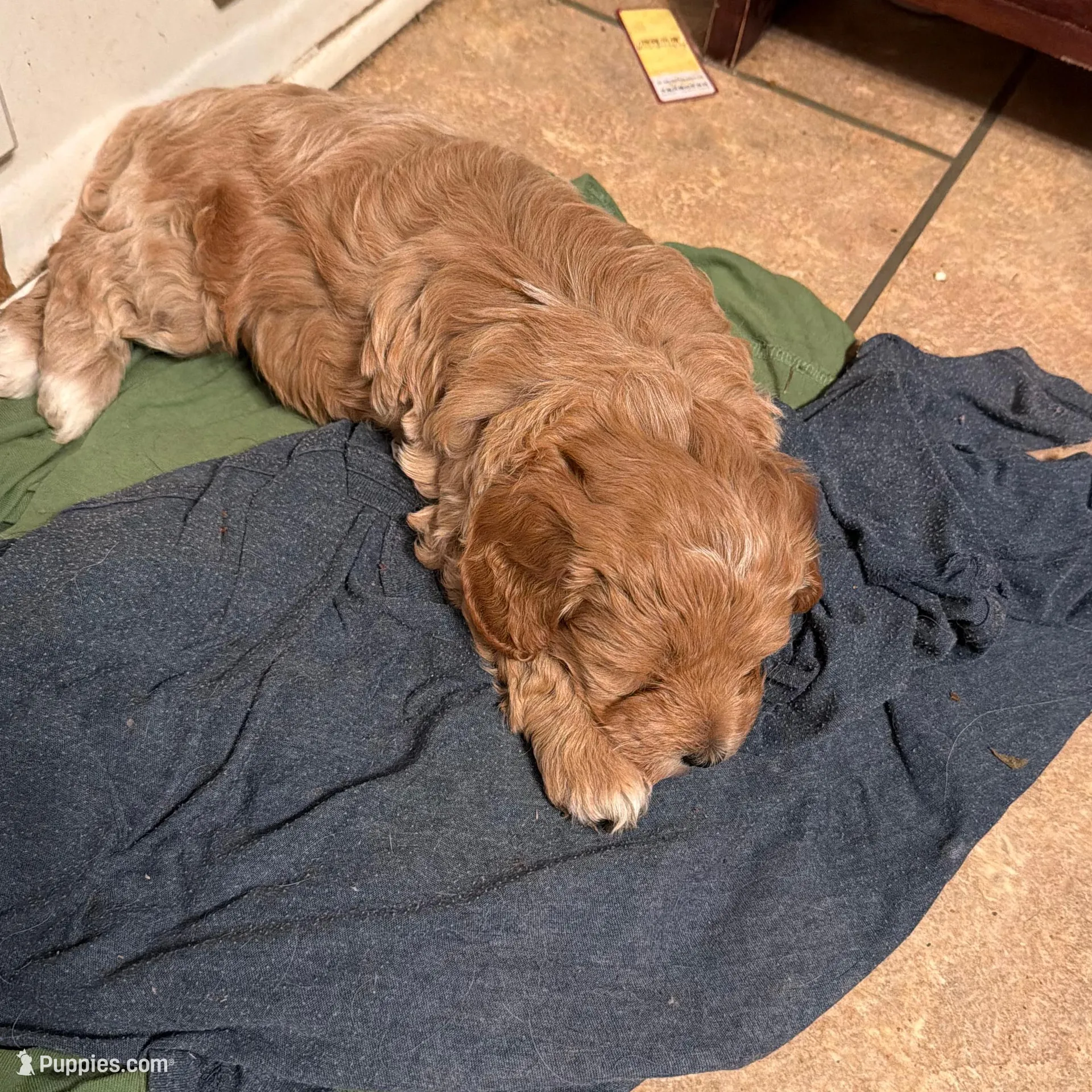 Morgan, a male Cockapoo for sale in Fredericksburg, VA – Photo 2 of 3