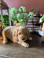 Morgan, a male Cockapoo for sale in Fredericksburg, VA – Photo 3 of 3