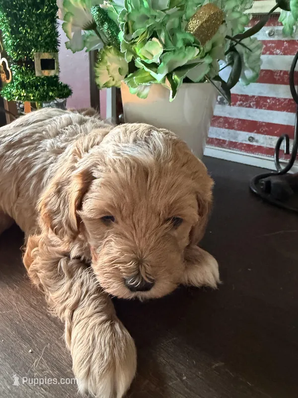 Morgan – Cockapoo puppy for sale in Fredericksburg, VA